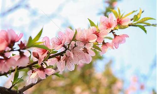 桃花朵朵开_桃花朵朵开广场舞32步背面分解