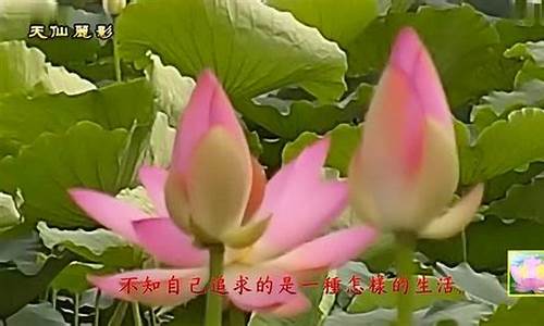 心是莲花开_心是莲花开是什么意思